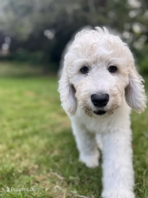 Levi – Golden Mountain Doodle puppy for sale in Puyallup, WA