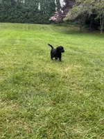 Reba, a female Golden Mountain Doodle for sale in Puyallup, WA – 2 of 10