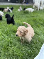 Ella, a female Golden Mountain Doodle for sale in Puyallup, WA – 7 of 10