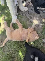 Ella, a female Golden Mountain Doodle for sale in Puyallup, WA – 4 of 10