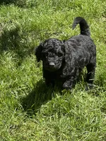Oakley, a female Golden Mountain Doodle for sale in Puyallup, WA – 6 of 10