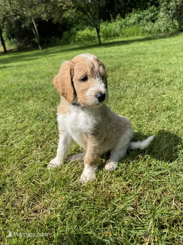 Remington – Golden Mountain Doodle puppy for sale in Puyallup, WA