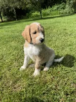 Remington, a male Golden Mountain Doodle for sale in Puyallup, WA – 1 of 10