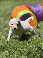 Levi, a male Golden Mountain Doodle for sale in Puyallup, WA – 5 of 10