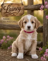 Lainey, a female Golden Mountain Doodle for sale in Puyallup, WA – 9 of 9