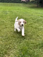 Sadie, a female Golden Mountain Doodle for sale in Puyallup, WA – 3 of 10