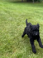 Oakley, a female Golden Mountain Doodle for sale in Puyallup, WA – 3 of 10