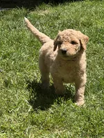 Ella, a female Golden Mountain Doodle for sale in Puyallup, WA – 1 of 10
