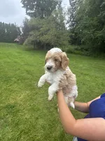 Wrangler, a male Golden Mountain Doodle for sale in Puyallup, WA – 3 of 10