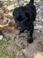Reba, a female Golden Mountain Doodle for sale in Puyallup, WA – 7 of 10