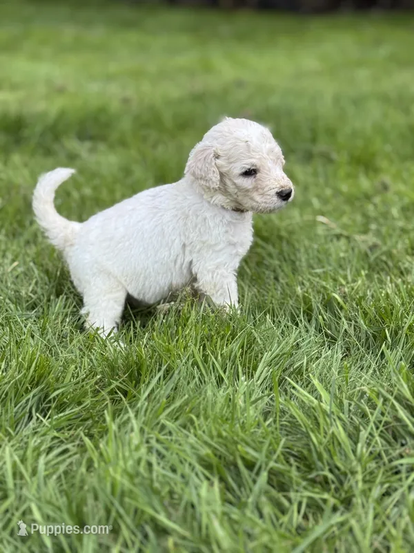 Levi – Golden Mountain Doodle puppy for sale in Puyallup, WA