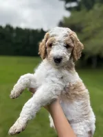 Colt, a male Golden Mountain Doodle for sale in Puyallup, WA – 1 of 10