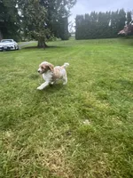 Wrangler, a male Golden Mountain Doodle for sale in Puyallup, WA – 5 of 10