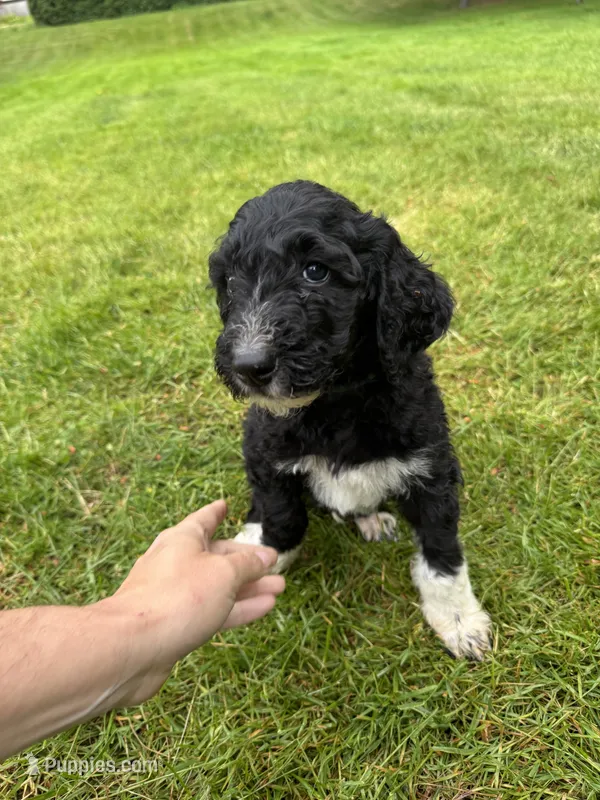 Stetson – Golden Mountain Doodle puppy on hold in Puyallup, WA