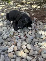 Texas, a male Golden Mountain Doodle for sale in Puyallup, WA – 4 of 10