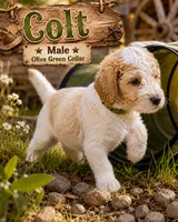Colt, a male Golden Mountain Doodle for sale in Puyallup, WA – 10 of 10