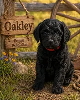 Oakley, a female Golden Mountain Doodle for sale in Puyallup, WA – 10 of 10
