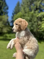 Remington, a male Golden Mountain Doodle for sale in Puyallup, WA – 4 of 10