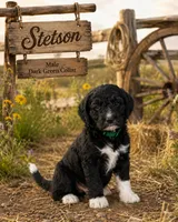 Stetson, a male Golden Mountain Doodle for sale in Puyallup, WA – 10 of 10