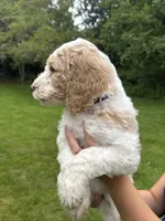 Sadie, a female Golden Mountain Doodle for sale in Puyallup, WA – 5 of 10