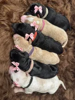 Oakley, a female Golden Mountain Doodle for sale in Puyallup, WA – 8 of 10