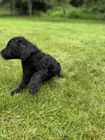 Oakley, a female Golden Mountain Doodle for sale in Puyallup, WA – 4 of 10