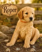 Roper, a male Golden Mountain Doodle for sale in Puyallup, WA – 10 of 10