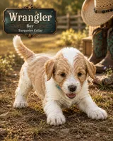 Wrangler, a male Golden Mountain Doodle for sale in Puyallup, WA – 10 of 10