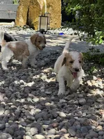 Colt, a male Golden Mountain Doodle for sale in Puyallup, WA – 5 of 10