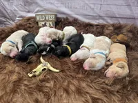 Stetson, a male Golden Mountain Doodle for sale in Puyallup, WA – 9 of 10