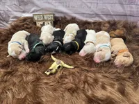 Rip, a male Golden Mountain Doodle for sale in Puyallup, WA – 7 of 8