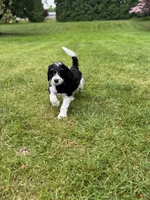 Dixon, a male Golden Mountain Doodle for sale in Puyallup, WA – 3 of 10
