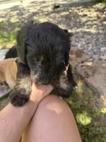 Dakota, a female Golden Mountain Doodle for sale in Puyallup, WA – 4 of 8
