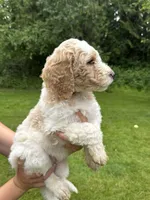 Sadie, a female Golden Mountain Doodle for sale in Puyallup, WA – 2 of 10