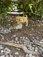 Ella, a female Golden Mountain Doodle for sale in Puyallup, WA – 6 of 10