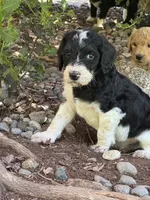 Dixon, a male Golden Mountain Doodle for sale in Puyallup, WA – 7 of 10