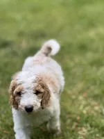 Colt, a male Golden Mountain Doodle for sale in Puyallup, WA – 3 of 10