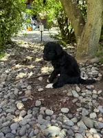 Texas, a male Golden Mountain Doodle for sale in Puyallup, WA – 6 of 10
