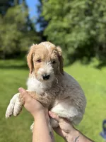 Remington, a male Golden Mountain Doodle for sale in Puyallup, WA – 3 of 10