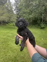 Reba, a female Golden Mountain Doodle for sale in Puyallup, WA – 1 of 10