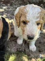 Colt, a male Golden Mountain Doodle for sale in Puyallup, WA – 7 of 10