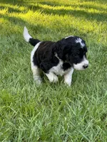 Dixon, a male Golden Mountain Doodle for sale in Puyallup, WA – 6 of 10