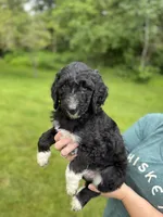 Stetson, a male Golden Mountain Doodle for sale in Puyallup, WA – 5 of 10