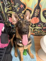 Nalla, a female German Shepherd Dog for sale in Carrollton, GA – 5 of 6