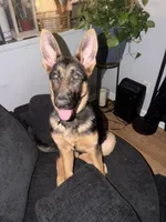 Nalla, a female German Shepherd Dog for sale in Carrollton, GA – 4 of 6