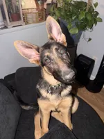 Nalla, a female German Shepherd Dog for sale in Carrollton, GA – 2 of 6