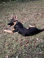 Nalla, a female German Shepherd Dog for sale in Carrollton, GA – 3 of 6