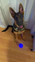 Nalla, a female German Shepherd Dog for sale in Carrollton, GA – 1 of 6