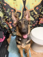 Nalla, a female German Shepherd Dog for sale in Carrollton, GA – 6 of 6