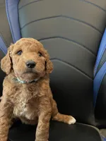 Reba, a female Labradoodle for sale in Spirit Lake, ID – Photo 5 of 5